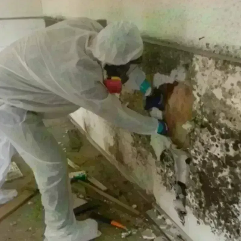 Mold Remediation and Removal in Coleman County, TX